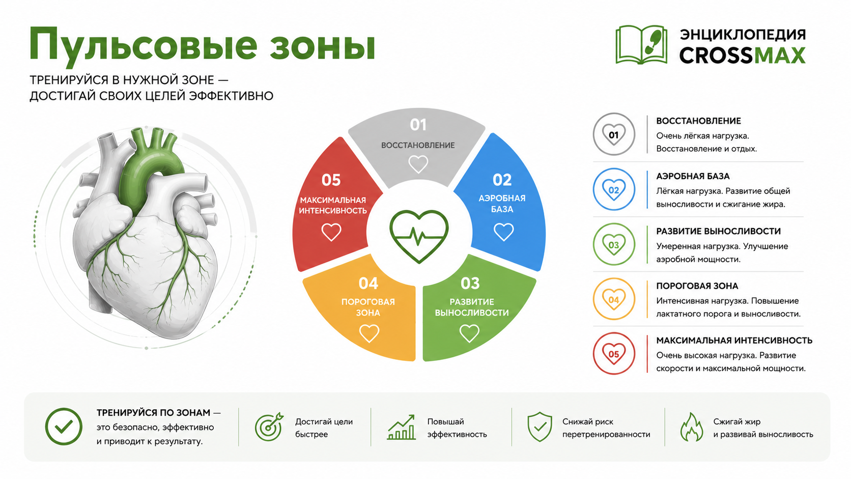 Пульсовые зоны